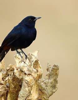 印度鸲 / Indian Robin / Copsychus fulicatus
