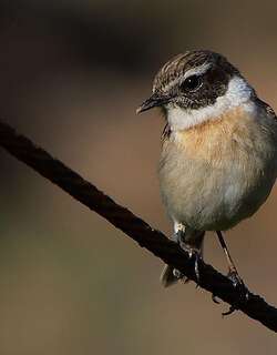 卡岛石䳭 / Canary Islands Stonechat / Saxicola dacotiae