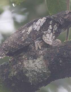 巽他蟆口鸱 / Sunda Frogmouth / Batrachostomus cornutus