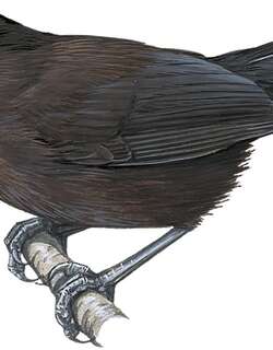 乌穗鹛 / Sooty Babbler / Stachyris herberti