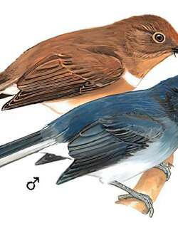 白尾蓝仙鹟 / White-tailed Flycatcher / Cyornis concretus