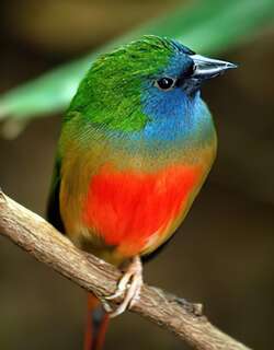 长尾鹦雀 / Pin-tailed Parrotfinch / Erythrura prasina