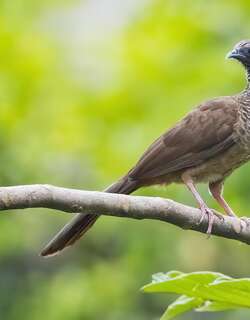 鳞斑小冠雉 / Speckled Chachalaca / Ortalis guttata