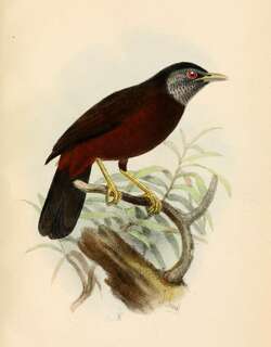 斗蓬鹛 / Capuchin Babbler / Turdoides atripennis