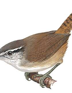 蔓丛苇鹪鹩 / Canebrake Wren / Cantorchilus zeledoni