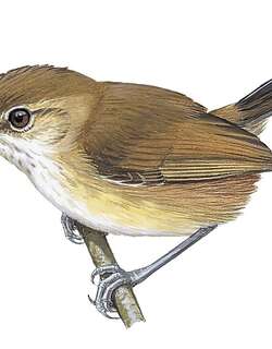 噪蚋莺 / Chattering Gnatwren / Ramphocaenus sticturus