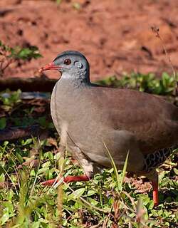 小嘴穴䳍 / Small-billed Tinamou / Crypturellus parvirostris
