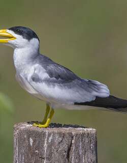 巨嘴燕鸥 / Large-billed Tern / Phaetusa simplex