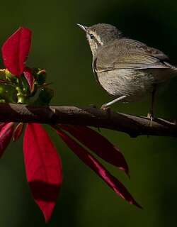 泰氏柳莺 / Tytler’s Leaf Warbler / Phylloscopus tytleri