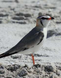 黄颈灰燕鸻 / Grey Pratincole / Glareola cinerea
