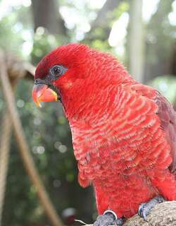 暗红鹦鹉 / Cardinal Lory / Pseudeos cardinalis