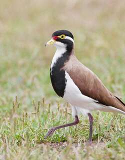 三色麦鸡 / Banded Lapwing / Vanellus tricolor