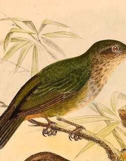 林啸鹟 / Hylocitrea / Hylocitrea bonensis