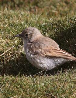 高山掘穴雀 / Puna Miner / Geositta punensis