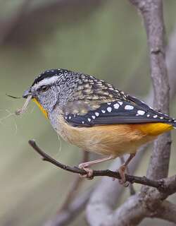 斑翅食蜜鸟 / Spotted Pardalote / Pardalotus punctatus