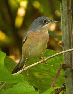 摩氏林莺 / Moltoni’s Warbler / Curruca subalpina