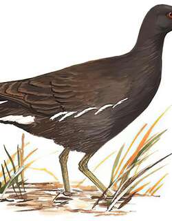 黑水鸡 / Common Moorhen / Gallinula chloropus