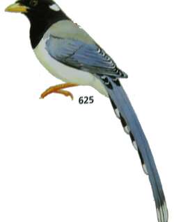 黄嘴蓝鹊 / Yellow-billed Blue Magpie / Urocissa flavirostris