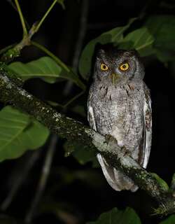 热带角鸮 / Tropical Screech Owl / Megascops choliba