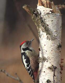 中斑啄木鸟 / Middle Spotted Woodpecker / Dendrocoptes medius