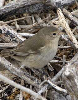 灰加岛莺雀 / Grey Warbler-Finch / Certhidea fusca