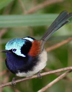 红翅细尾鹩莺 / Red-winged Fairywren / Malurus elegans