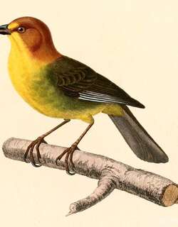 黄头薮雀 / Fulvous-headed Brushfinch / Atlapetes fulviceps