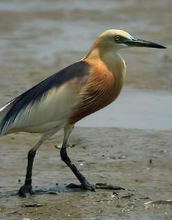 爪哇池鹭 / Javan Pond Heron / Ardeola speciosa