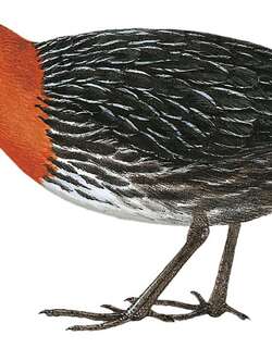 纹胸侏秧鸡 / Streaky-breasted Flufftail / Sarothrura boehmi