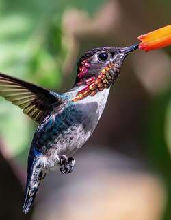 吸蜜蜂鸟 / Bee Hummingbird / Mellisuga helenae