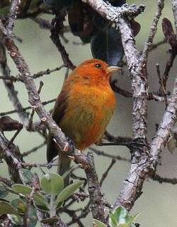 红管舌雀 / Hawaii Akepa / Loxops coccineus