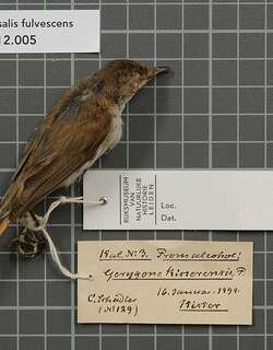 红胁噪刺莺 / Rufous-sided Gerygone / Gerygone dorsalis