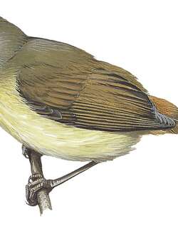 克氏长嘴莺 / Kretschmer’s Longbill / Macrosphenus kretschmeri