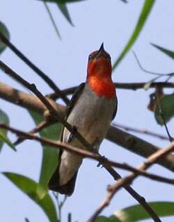 红头啄花鸟 / Scarlet-headed Flowerpecker / Dicaeum trochileum