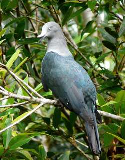 马克萨斯皇鸠 / Marquesan Imperial Pigeon / Ducula galeata