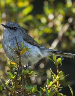 灰噪刺莺 / Grey Gerygone / Gerygone igata