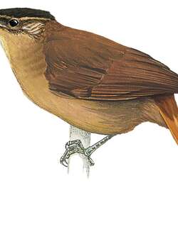 隐秘树猎雀 / Cryptic Treehunter / Cichlocolaptes mazarbarnetti