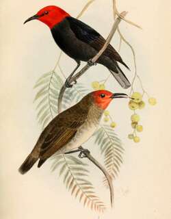 红黑摄蜜鸟 / Black-bellied Myzomela / Myzomela erythromelas