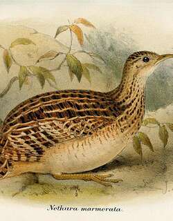 白腹拟䳍 / White-bellied Nothura / Nothura boraquira