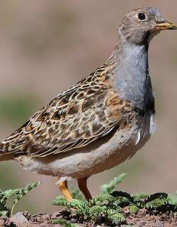 灰胸籽鹬 / Grey-breasted Seedsnipe / Thinocorus orbignyianus