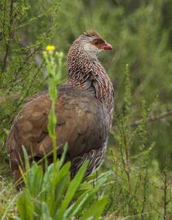 肯尼亚鹧鸪 / Jackson’s Spurfowl / Pternistis jacksoni