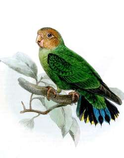 棕脸侏鹦鹉 / Buff-faced Pygmy Parrot / Micropsitta pusio