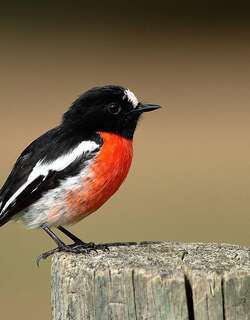 绯红鸲鹟 / Scarlet Robin / Petroica boodang