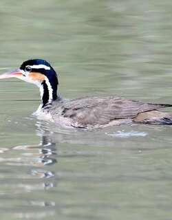 日䴘 / Sungrebe / Heliornis fulica