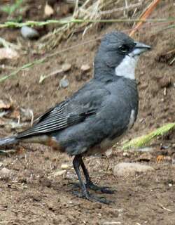 迪卡雀 / Common Diuca Finch / Diuca diuca