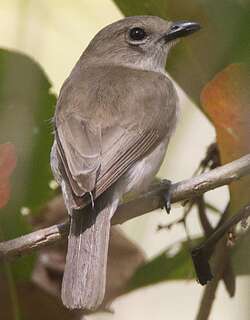 灰啸鹟 / Grey Whistler / Pachycephala simplex