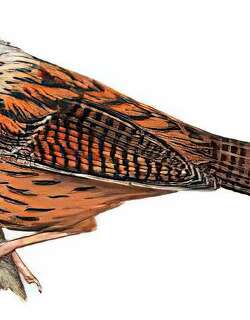 灰头斑翅鹛 / Streaked Barwing / Actinodura souliei