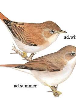 亚洲漠地林莺 / Asian Desert Warbler / Curruca nana