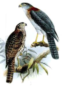 红颈雀鹰 / Rufous-necked Sparrowhawk / Accipiter erythrauchen