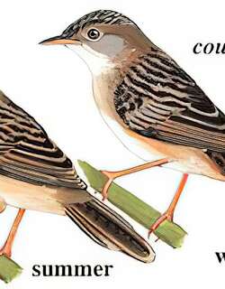 金头扇尾莺 / Golden-headed Cisticola / Cisticola exilis